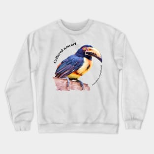 Collared aracari tropical bird pin black text Crewneck Sweatshirt